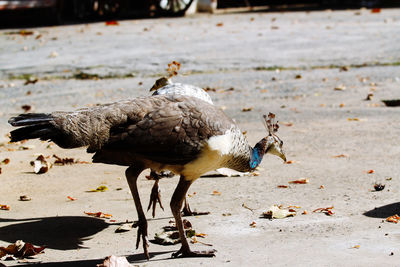 Close-up of seagulls on land