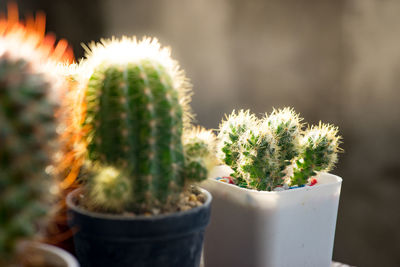 Close-up of cactus plant in pot