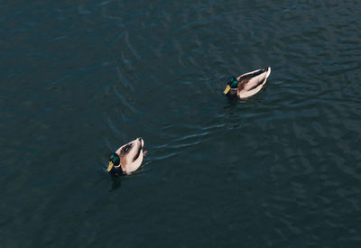 High angle view of ducks swimming on lake