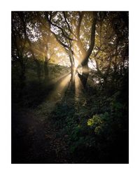 Trees in forest