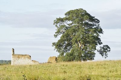 Tree on field against sky