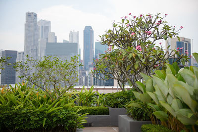 View of tree with skyscrapers in background