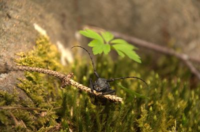 Bird perching on a plant