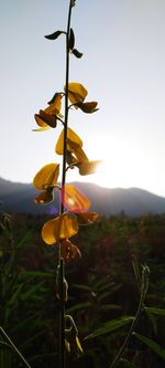 nature