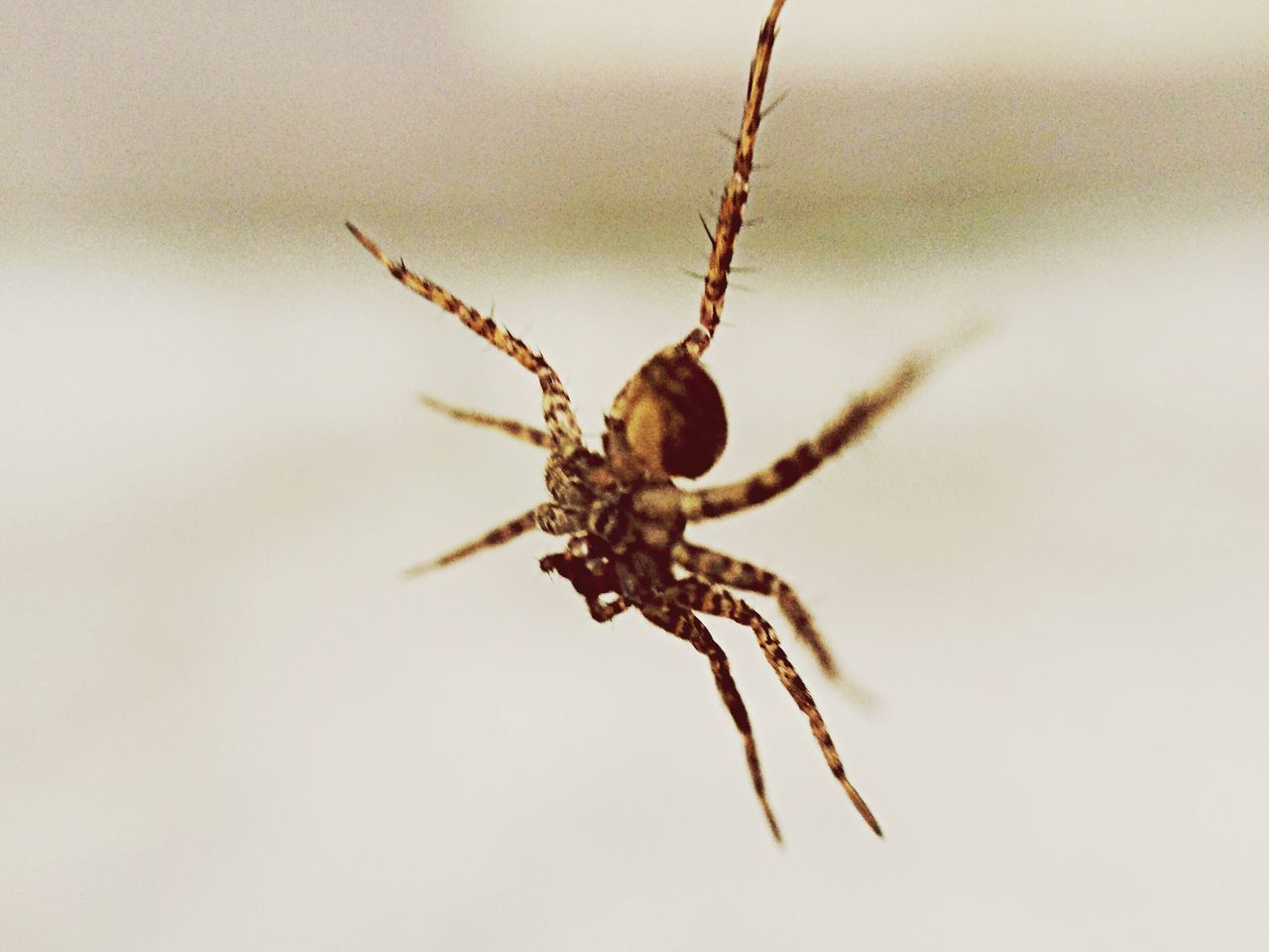 animal themes, animals in the wild, one animal, wildlife, insect, close-up, spider, nature, focus on foreground, studio shot, no people, selective focus, zoology, full length, animal wing, day, arthropod, outdoors