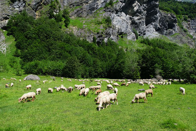 Flock of sheep grazing in field