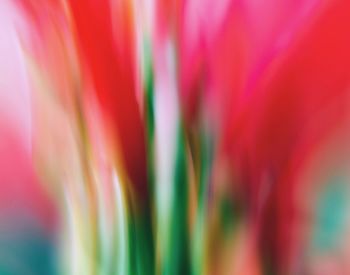 Full frame shot of pink flower