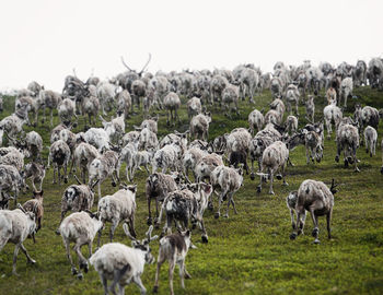 Reindeers and mountain