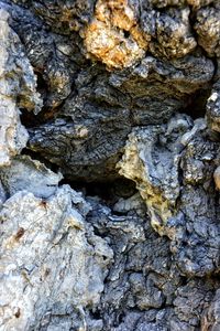 Full frame shot of rock on tree trunk