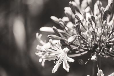 Close-up of white flowering plant