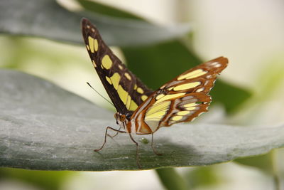 Close-up of insect on plant