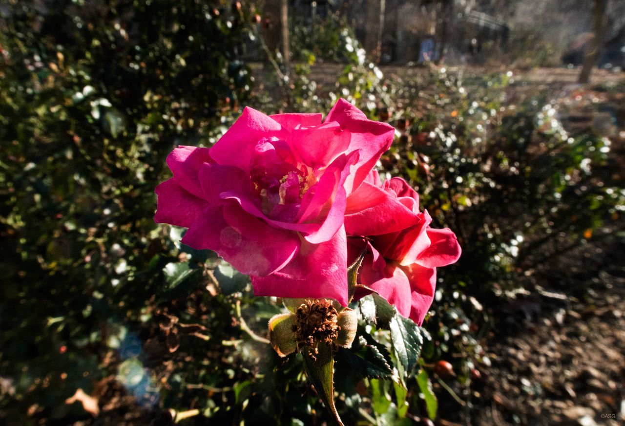 Early Jan. & unexpected wild Rose