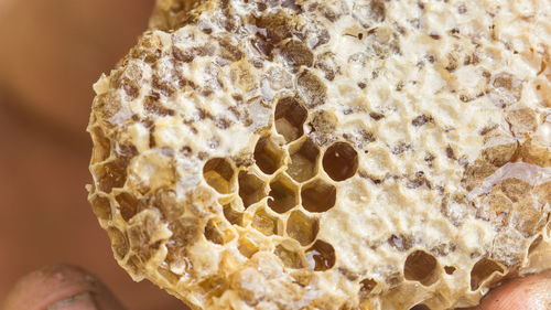 Close-up honeycomb