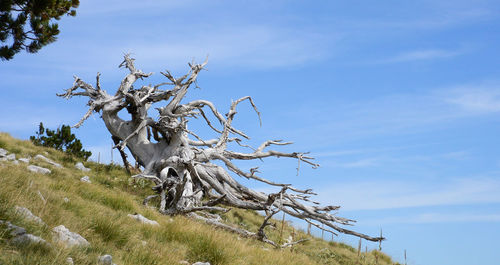 Low angle view of tree on field against sky