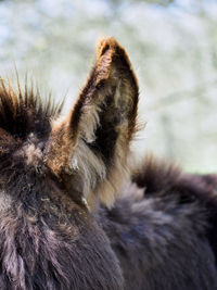 Close-up of a cat