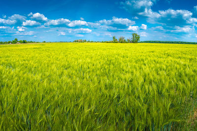 Scenic view of agricultural field against sky