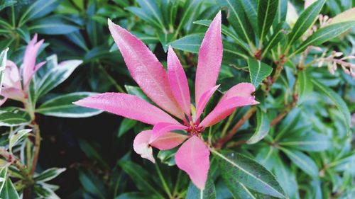 Close-up of pink flowering plant