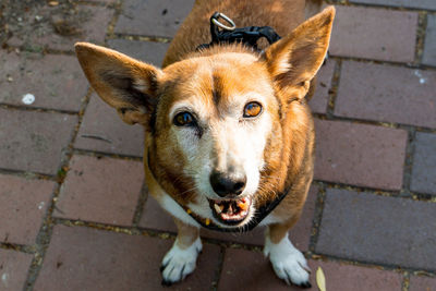 High angle portrait of dog on footpath