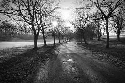 Bare trees on landscape