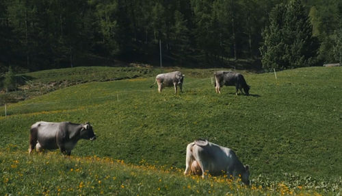 Cows grazing in a field