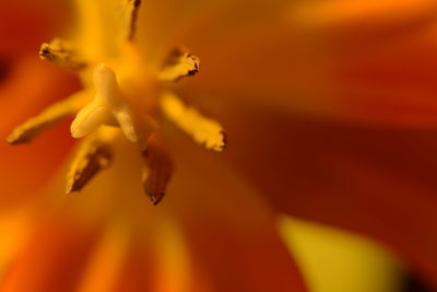 Close-up of yellow rose flower