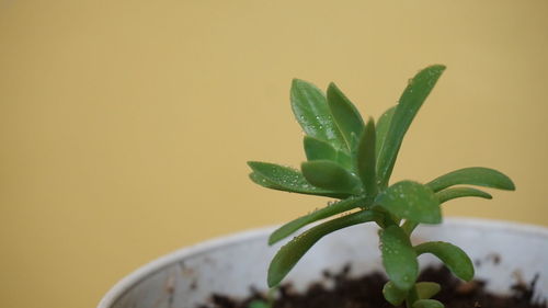 Close-up of plant