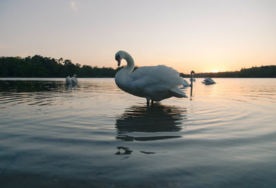 Swan swimming in lake against sky during sunset