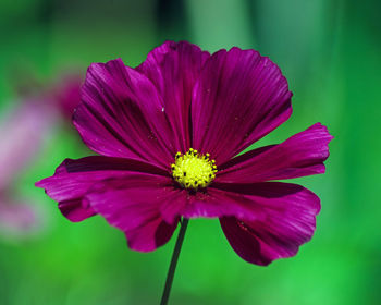 Close-up of cosmos flower blooming outdoors