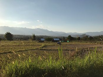 Scenic view of agricultural field against sky