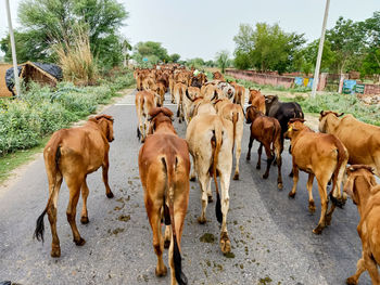 Herd of cows on the road