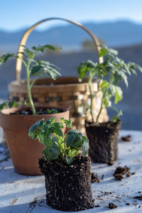 Table top view of gardening or potting bench with young tomato plants, clay pot, garden basket