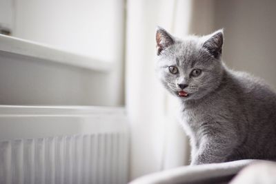 Portrait of cat sitting at home