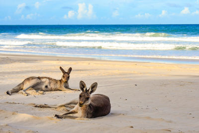 Kangaroos relaxing on sandy beach