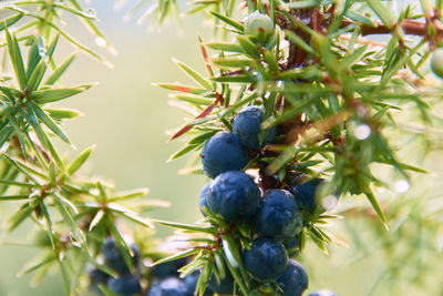 Close-up of fruits growing on tree