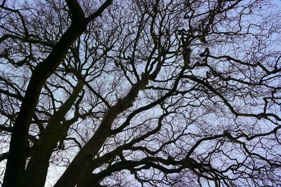 Low angle view of bare tree against sky