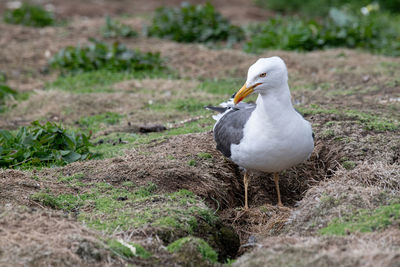 Close-up of seagull perching on land