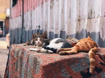 Cat resting on a wall