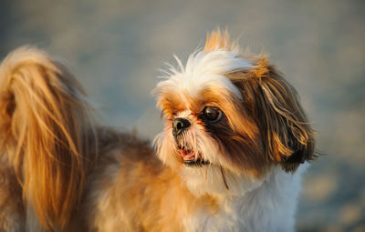 Close-up portrait of dog sticking out tongue