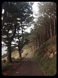 Empty road in forest