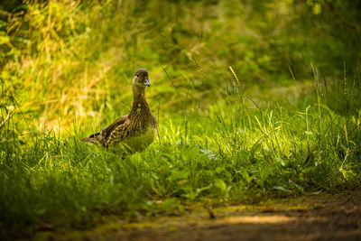 Bird in a field