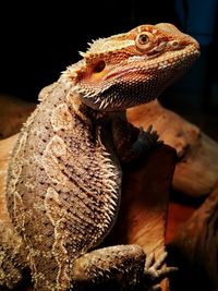 Close-up of lizard