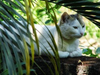 Close-up of cat behind palm branch