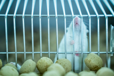 Close-up of food in cage