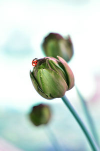 Close-up of red flower bud