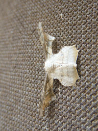 High angle view of a cat