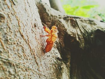 Close-up of insect on tree trunk