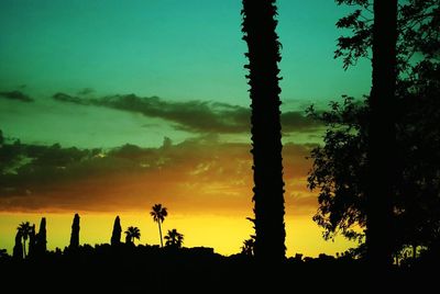 Silhouette trees at sunset