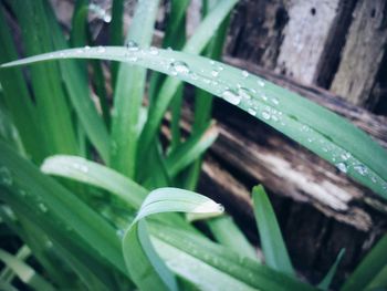 Close-up of green leaves