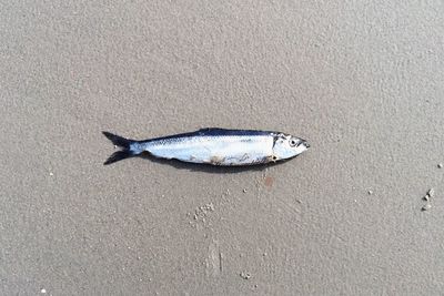 Close-up of dead fish