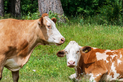 Portrait of cow on field